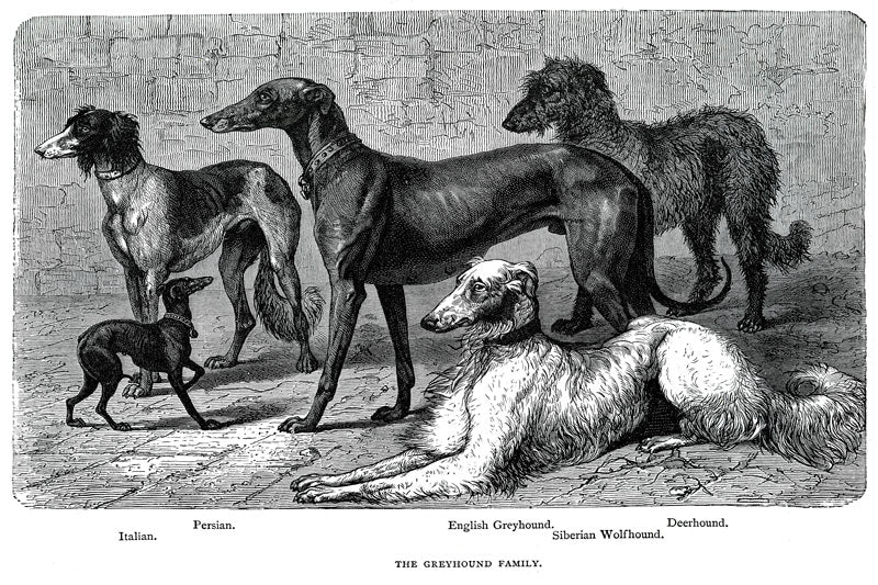 Dogs And Cats With Human  Families