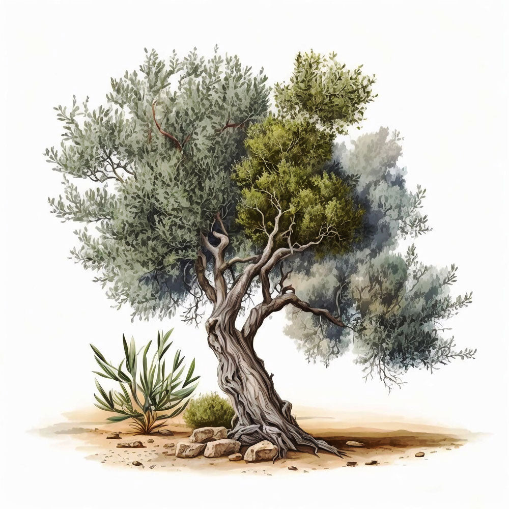 Olive Tree Print