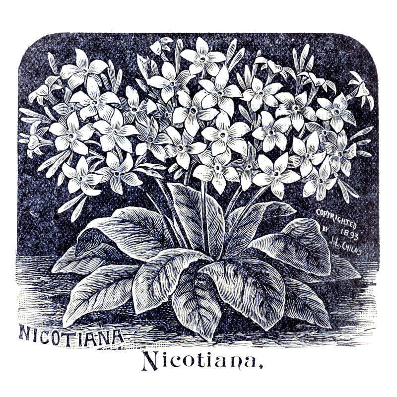 Victorian Black & White Botanical