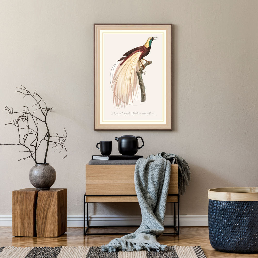 Emperor bird of paradise