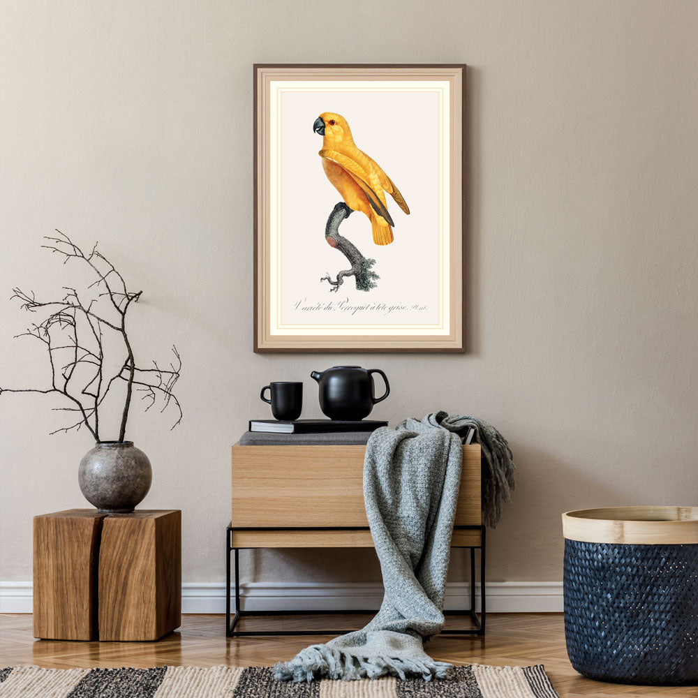 Rare Yellow Senegal Parrot Bird