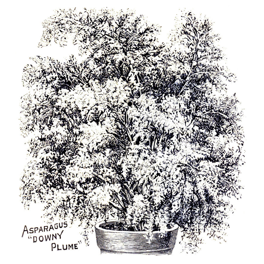 Victorian Black & White Botanical