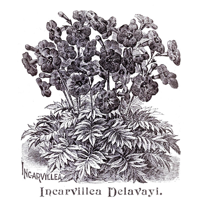 Victorian Black & White Botanical