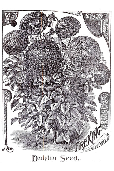 Victorian Black & White Botanical