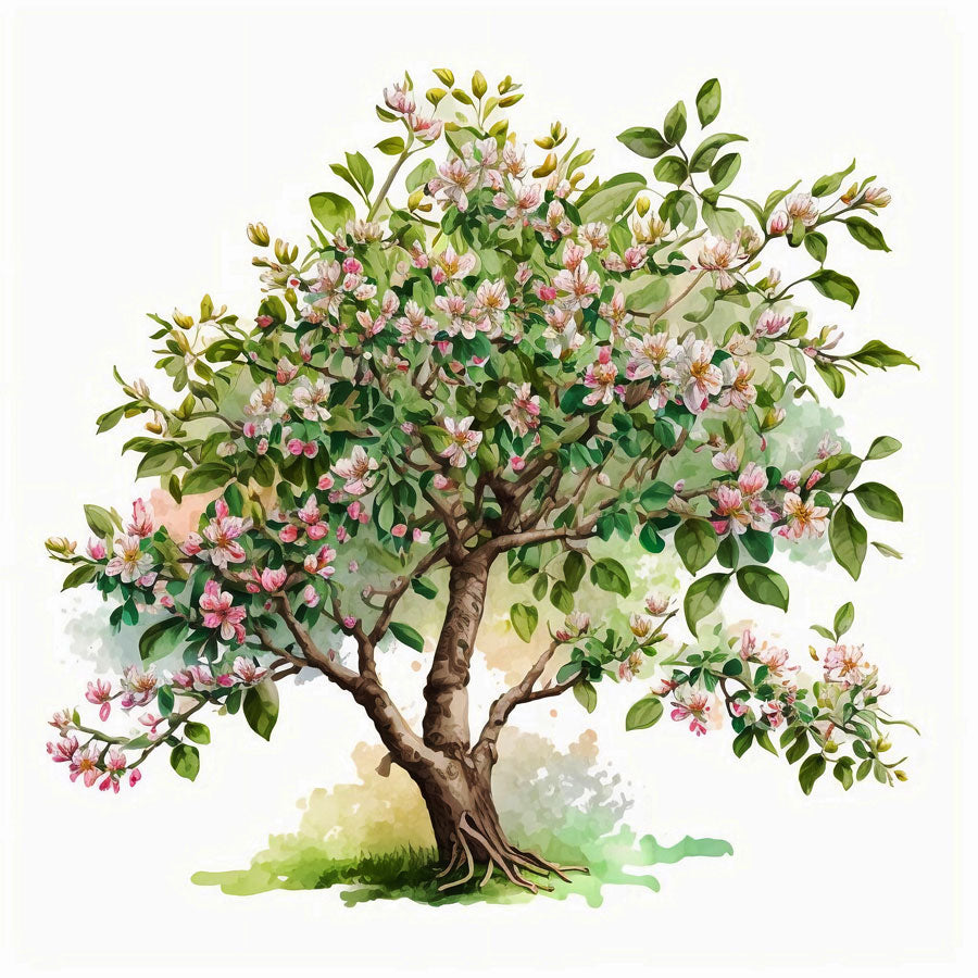 Apple tree in bloom Print