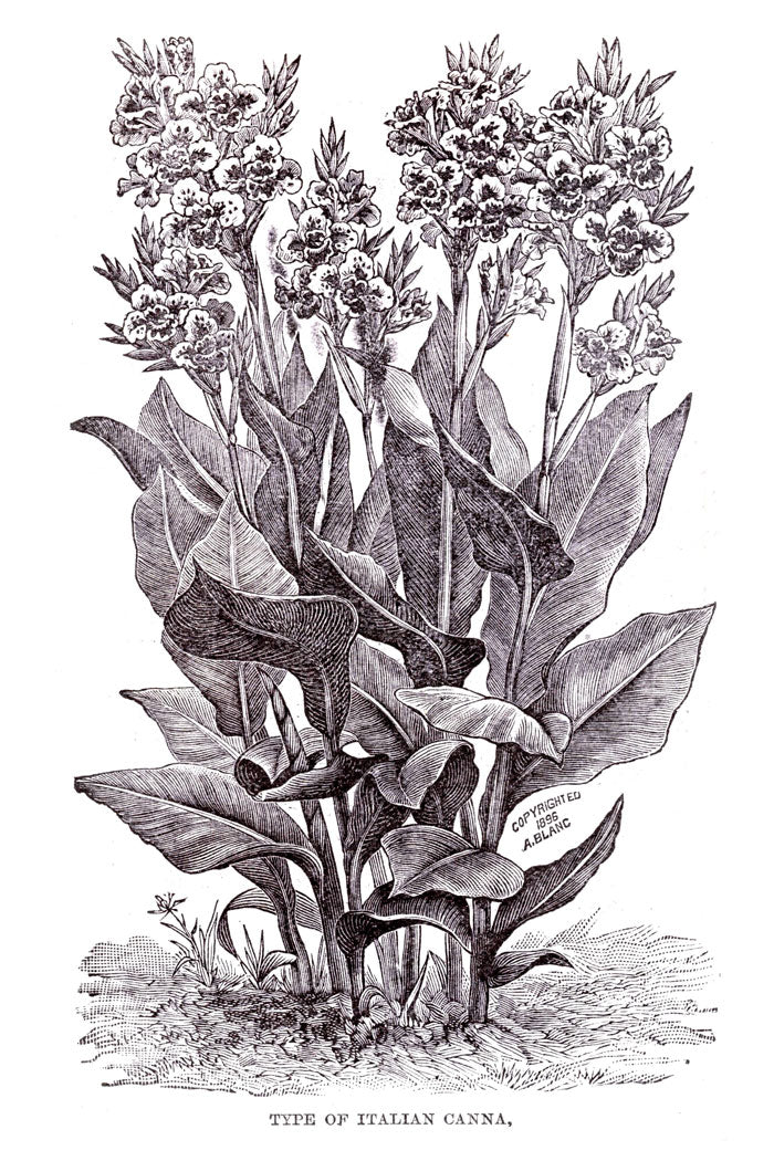 Victorian Black & White Botanical