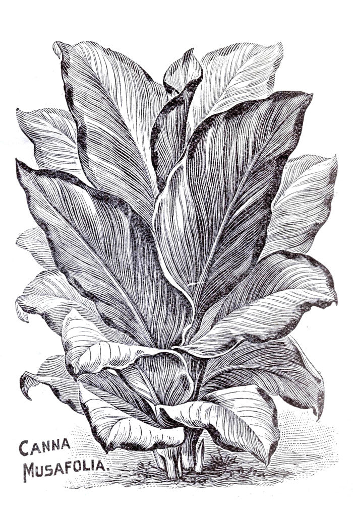 Victorian Black & White Botanical