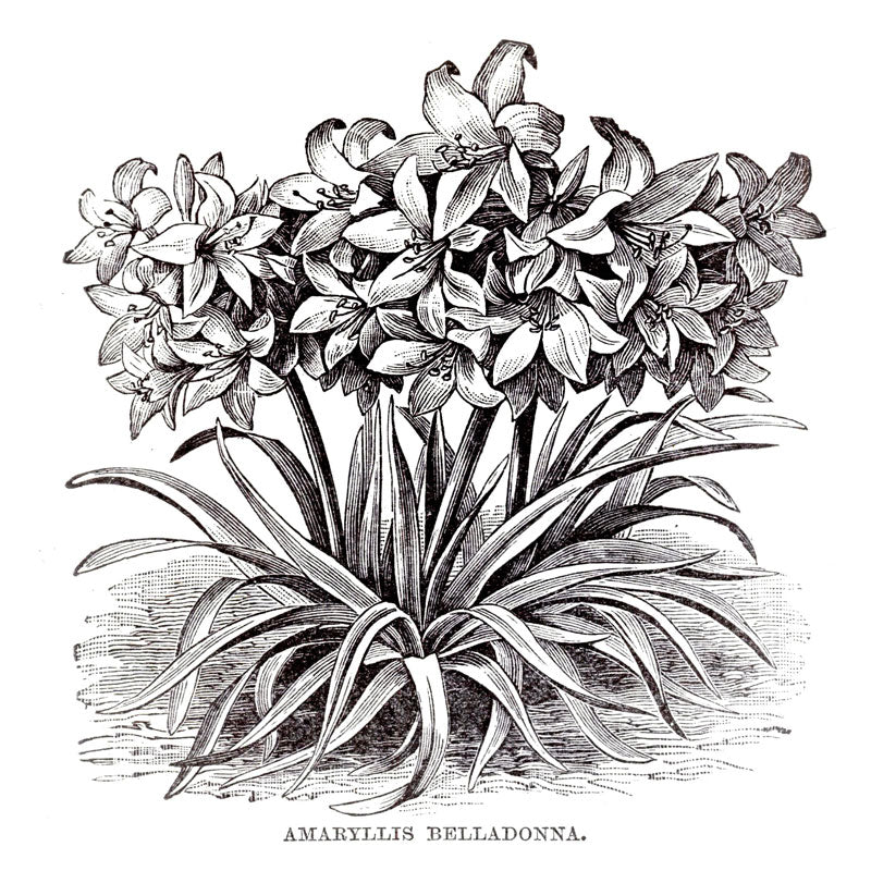 Victorian Black & White Botanical