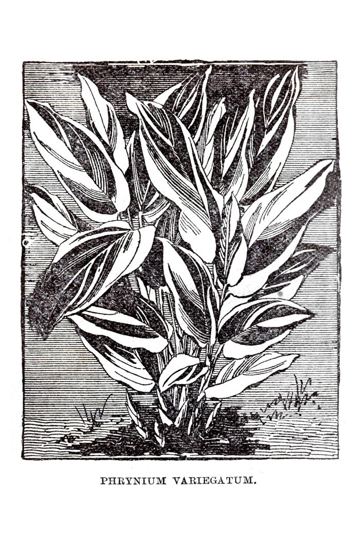 Victorian Black & White Botanical