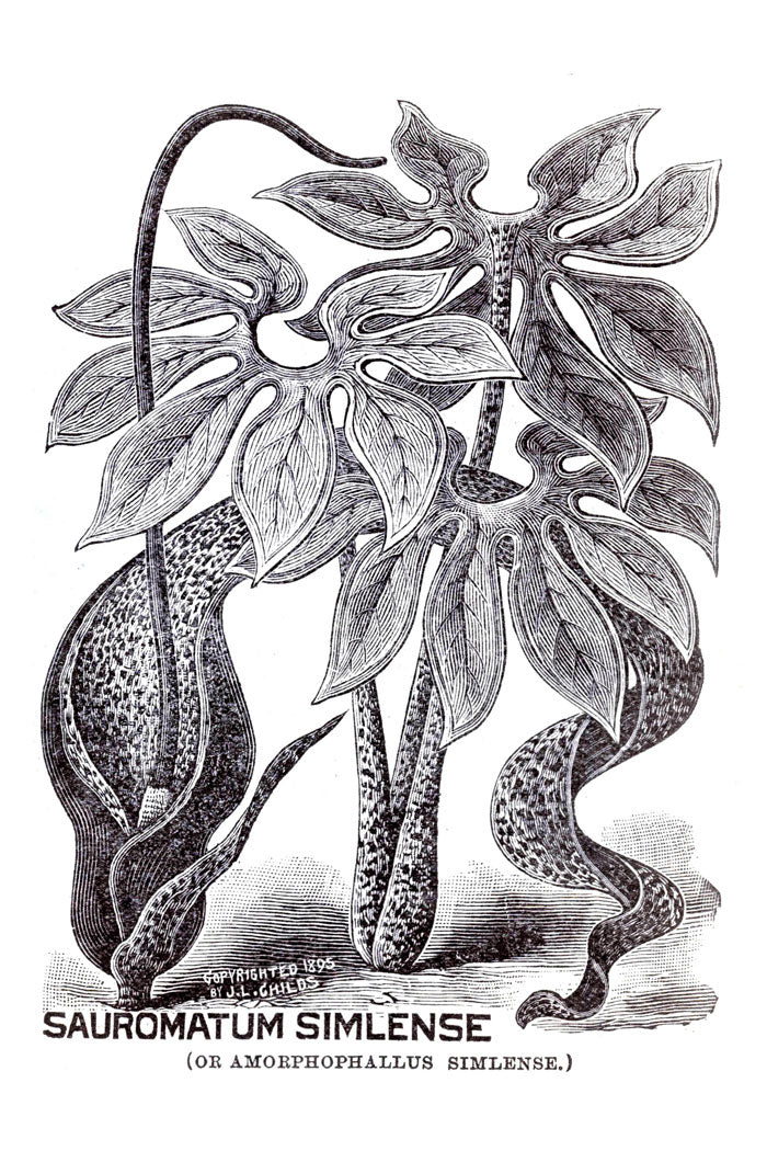 Victorian Black & White Botanical