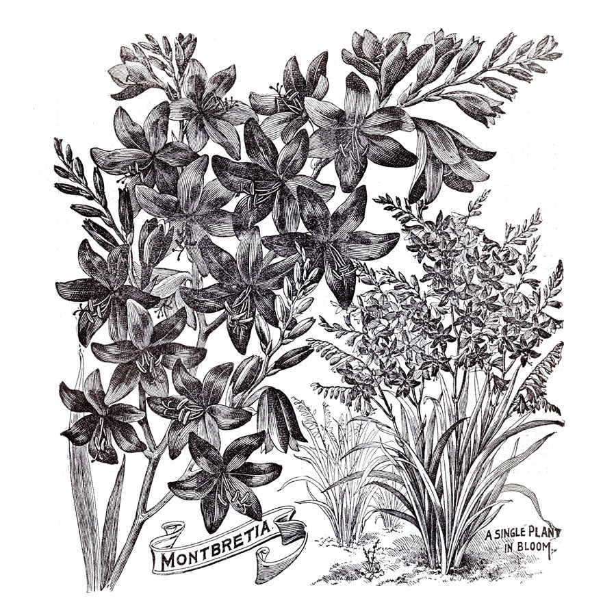 Victorian Black & White Botanical