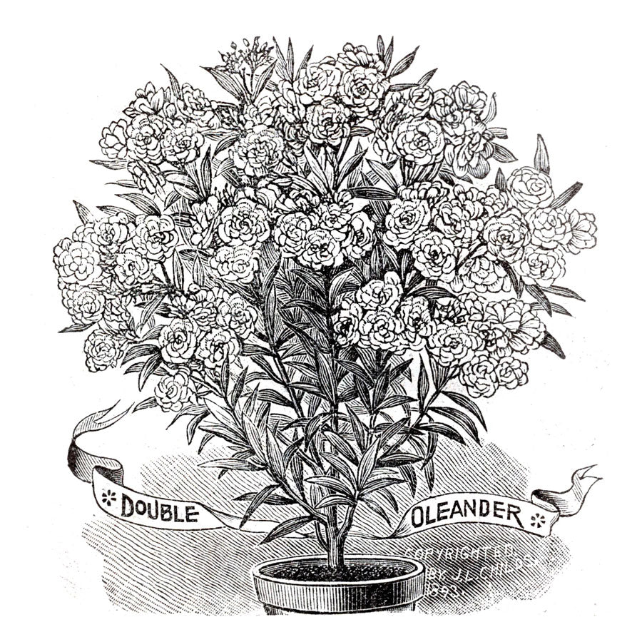 Victorian Black & White Botanical