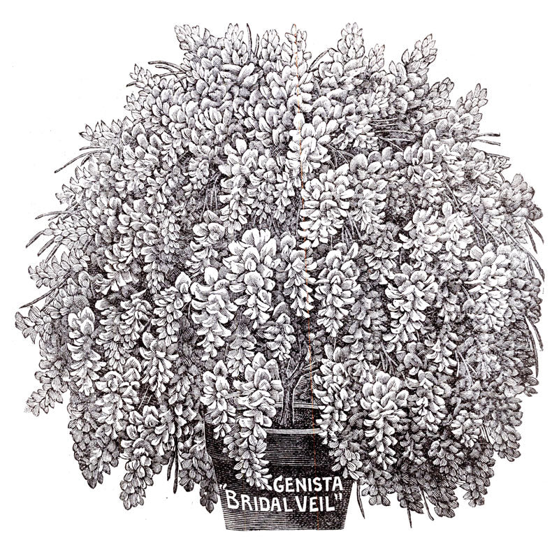 Victorian Black & White Botanical