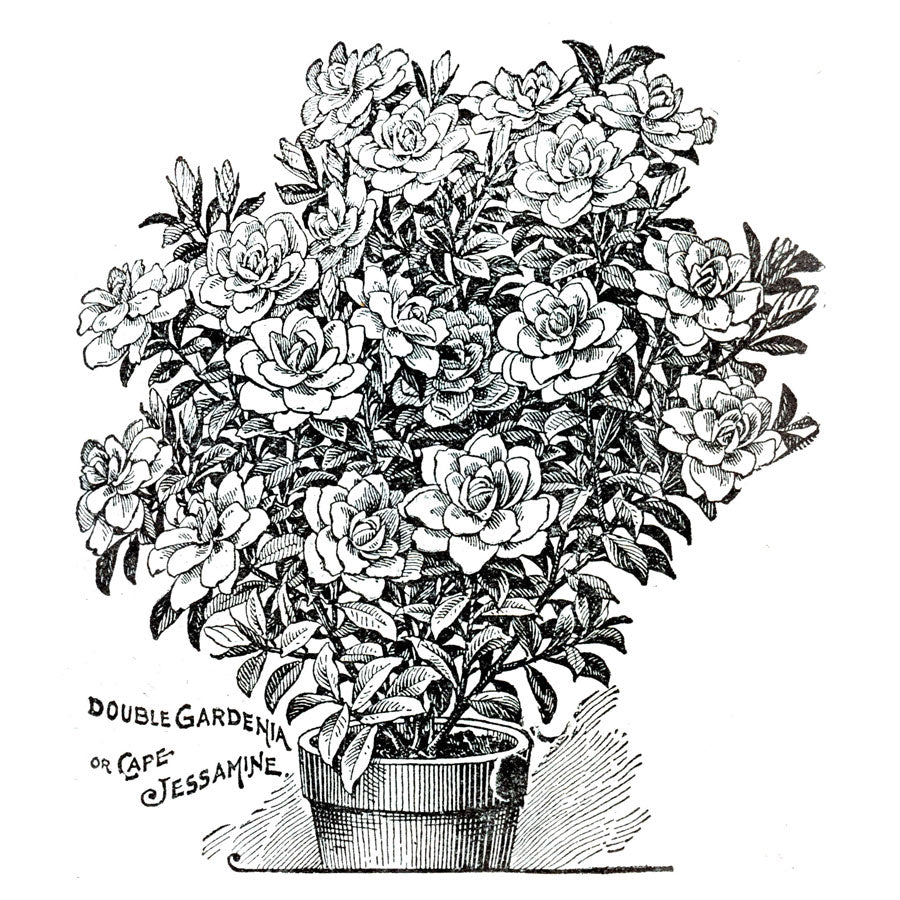 Victorian Black & White Botanical