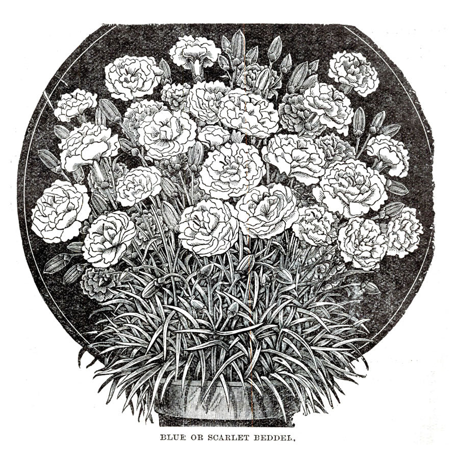 Victorian Black & White Botanical