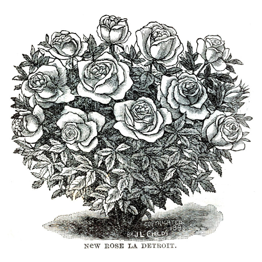 Victorian Black & White Botanical