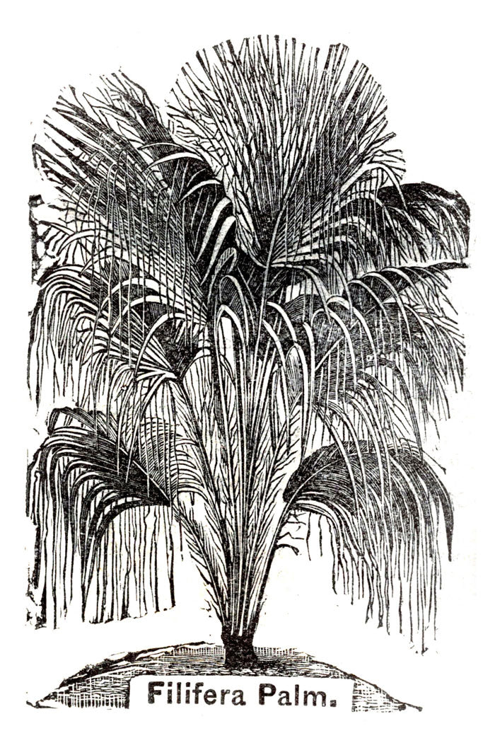 Victorian Black & White Botanical