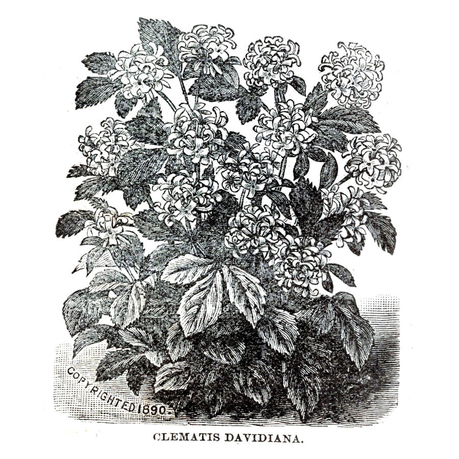 Victorian Black & White Botanical