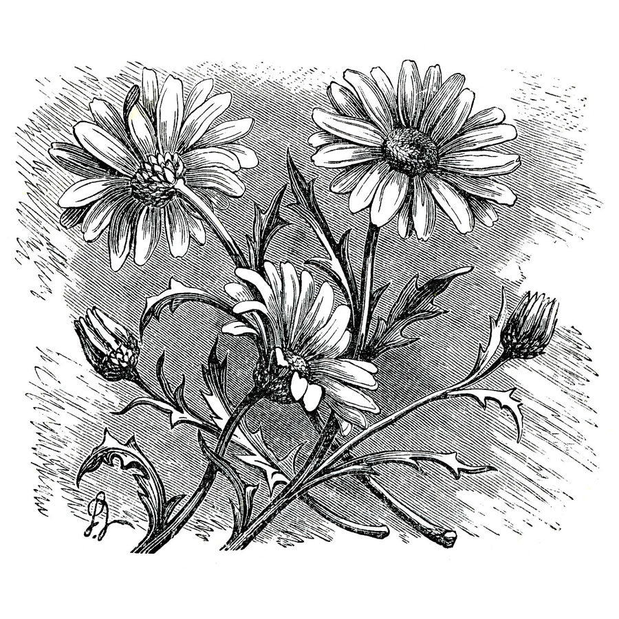 Victorian Black & White Botanical