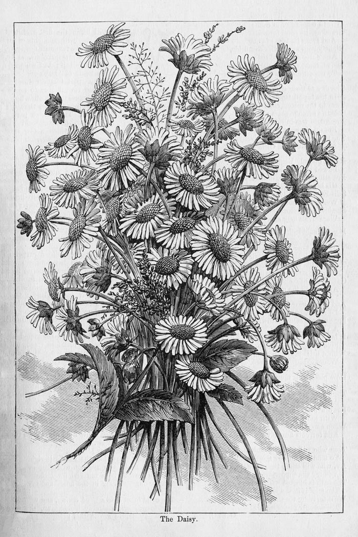 Victorian Black & White Botanical