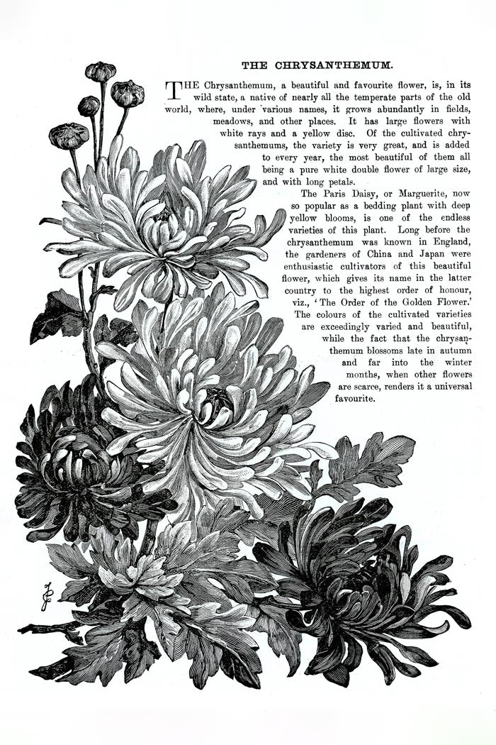 Victorian Black & White Botanical