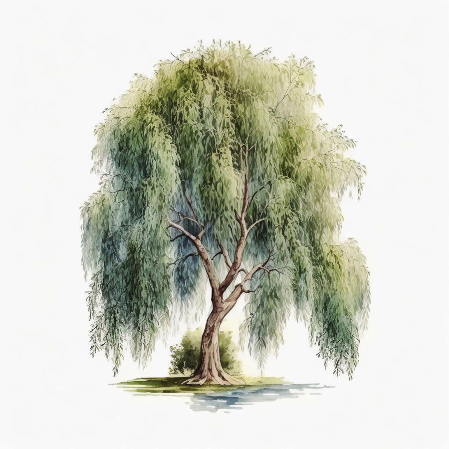 Willow Tree Print