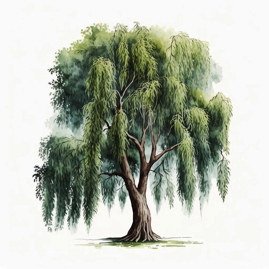 Willow Tree Print