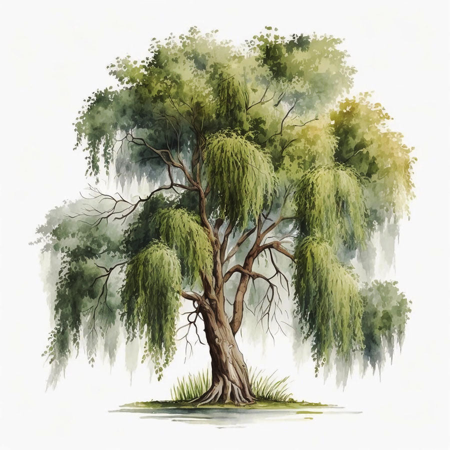 Willow Tree Print