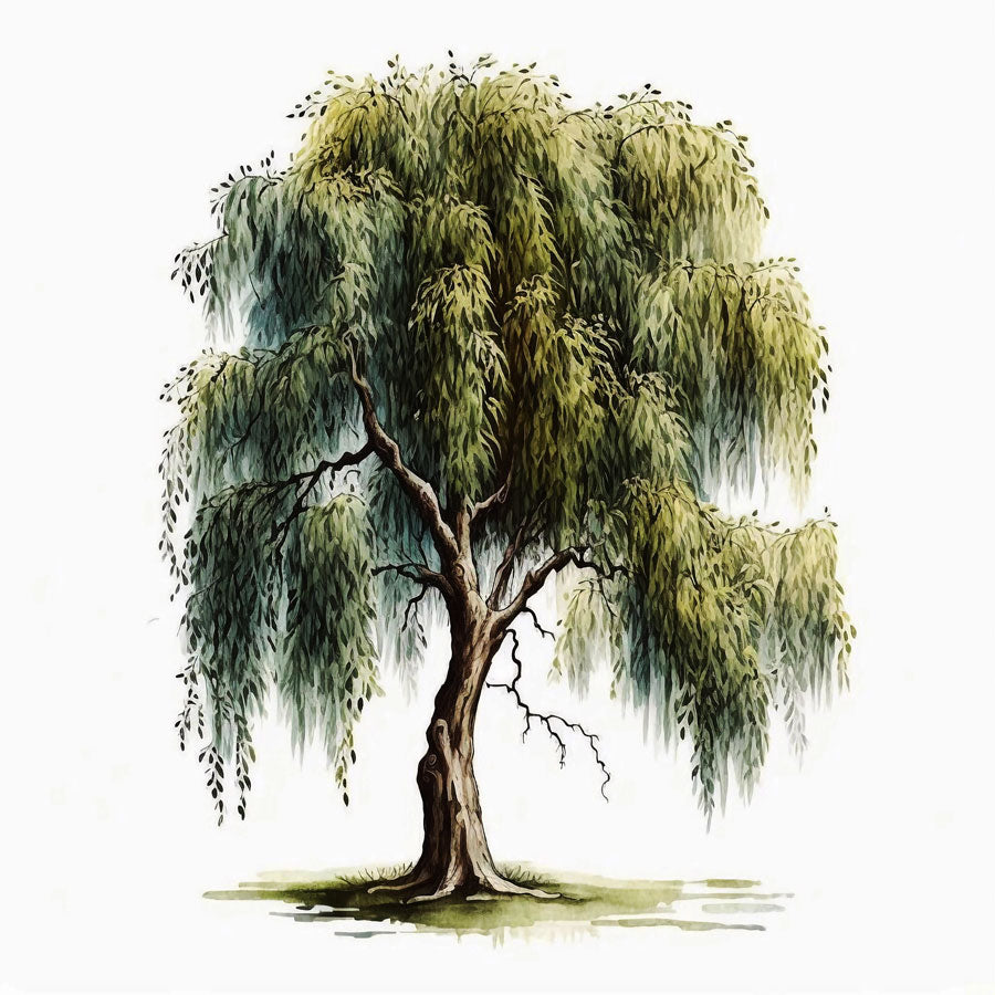 Willow Tree Print