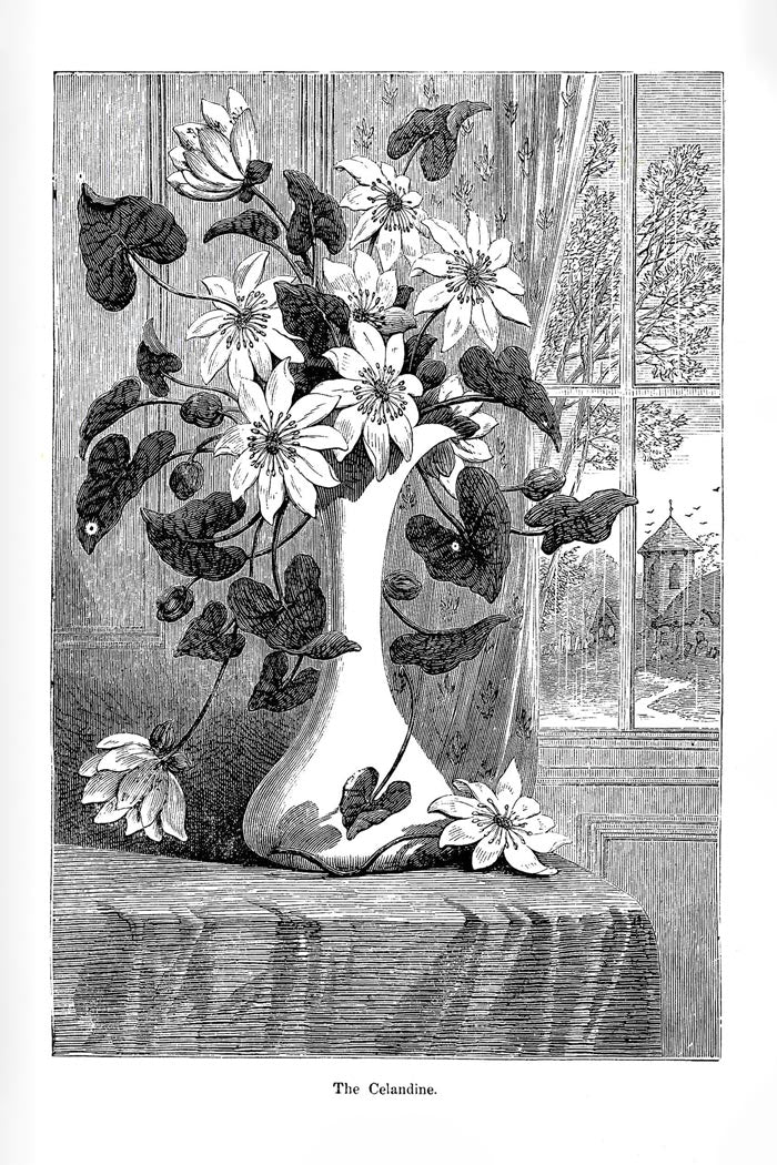 Victorian Black & White Botanical