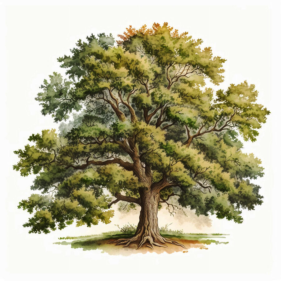 Majestic Oak Tree Print