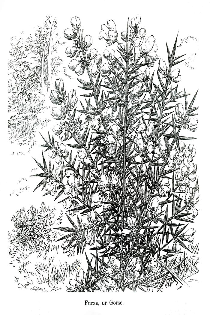 Victorian Black & White Botanical