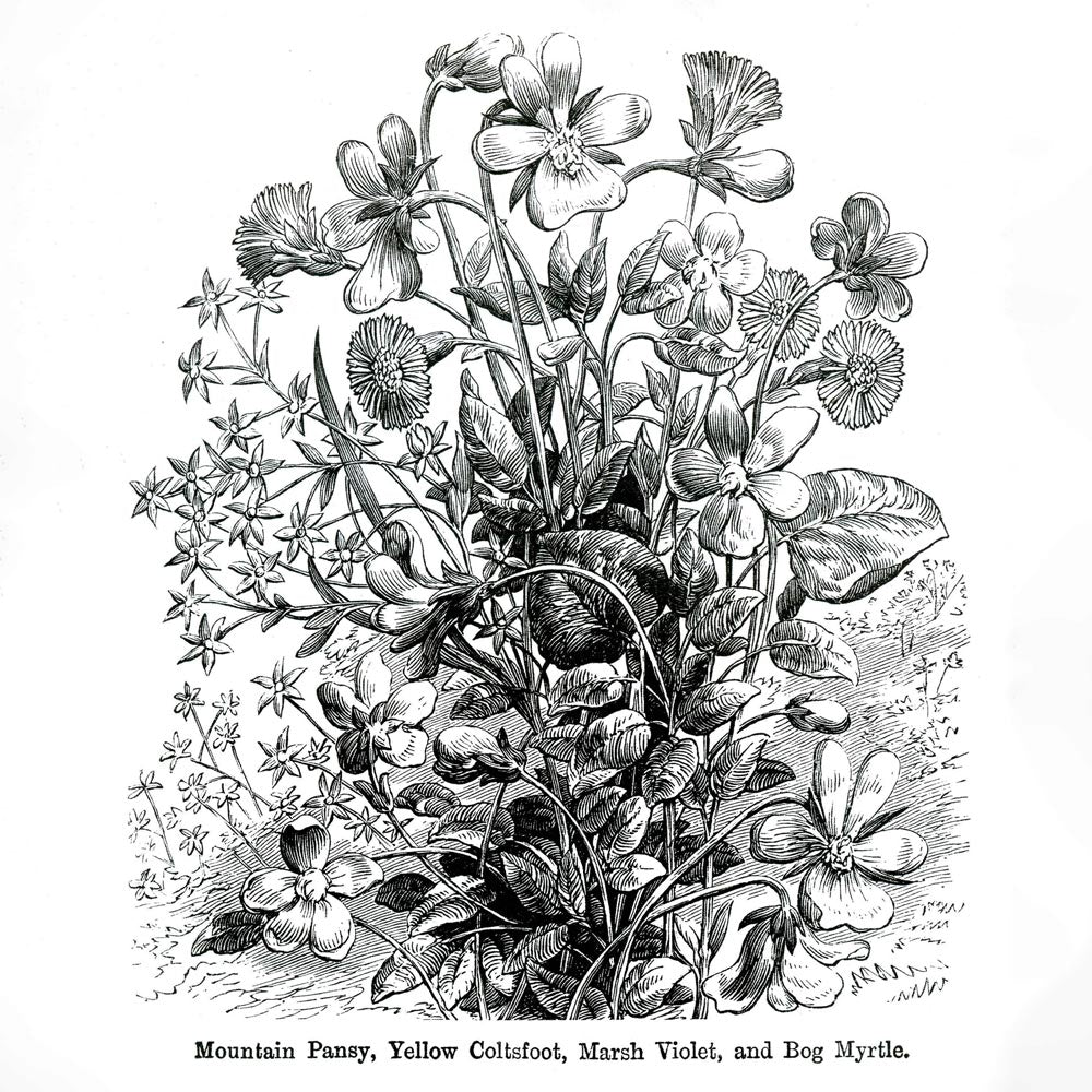 Victorian Black & White Botanical