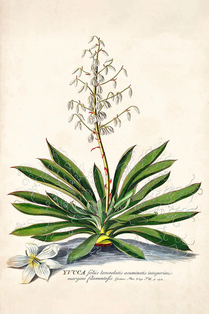 yucca