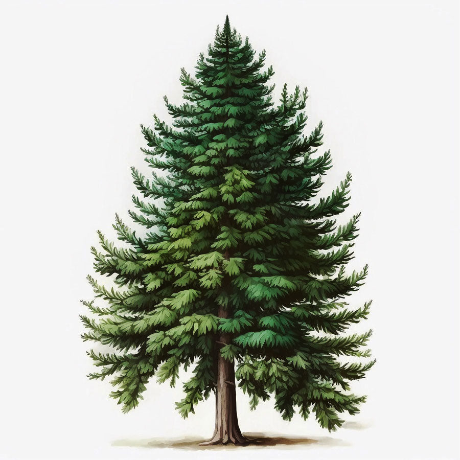 Spruce Pine Tree Print