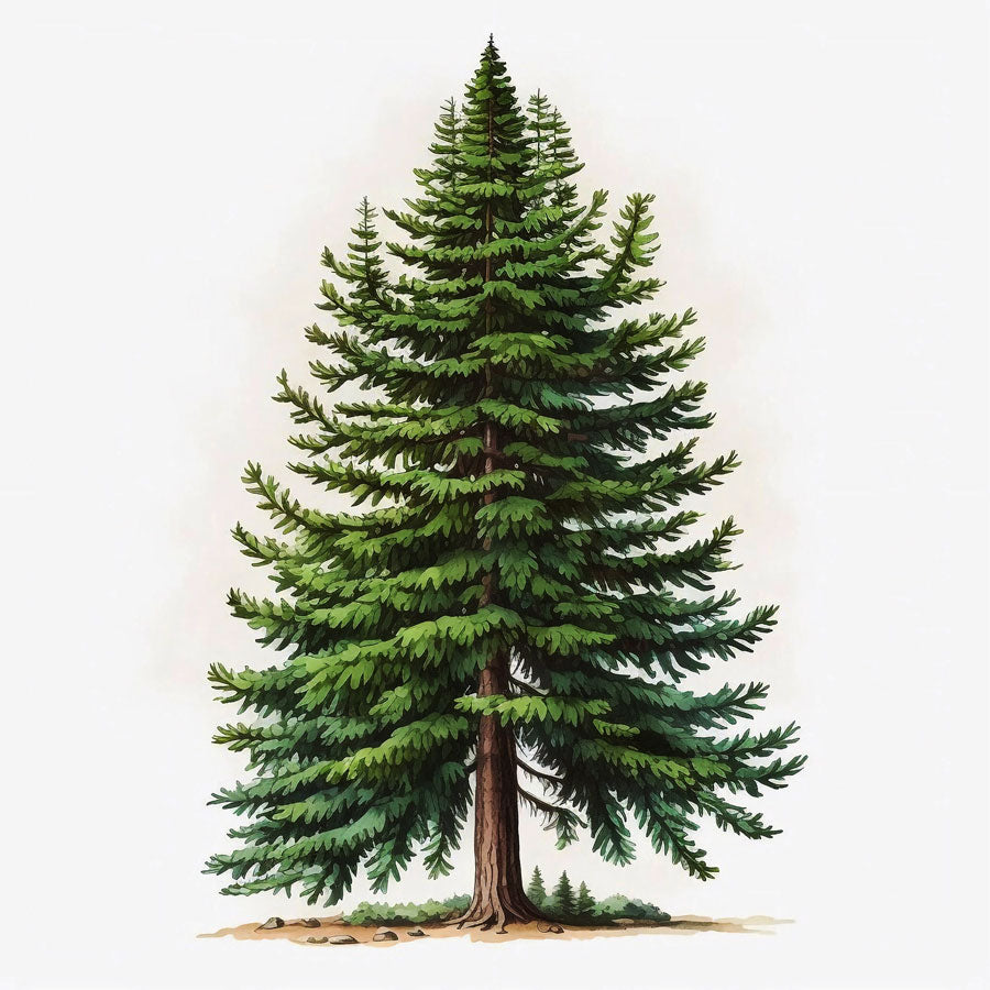 Spruce Pine Tree Print