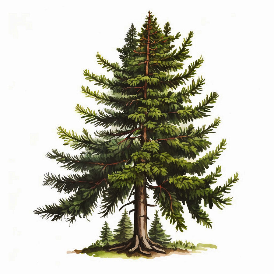 Spruce Pine Tree Print