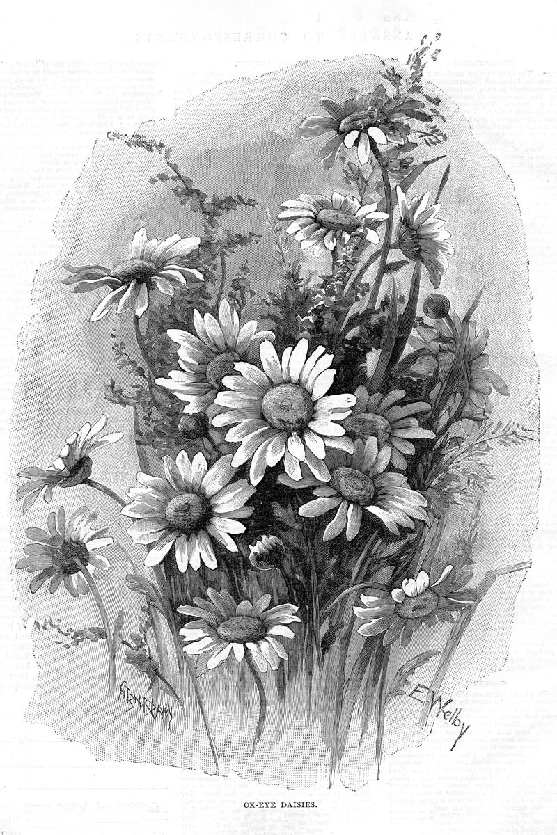 Victorian Black & White Botanical