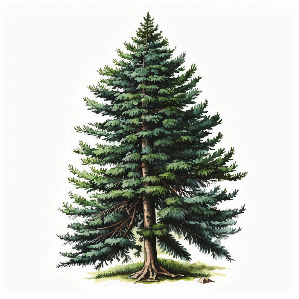 Spruce Pine Tree Print