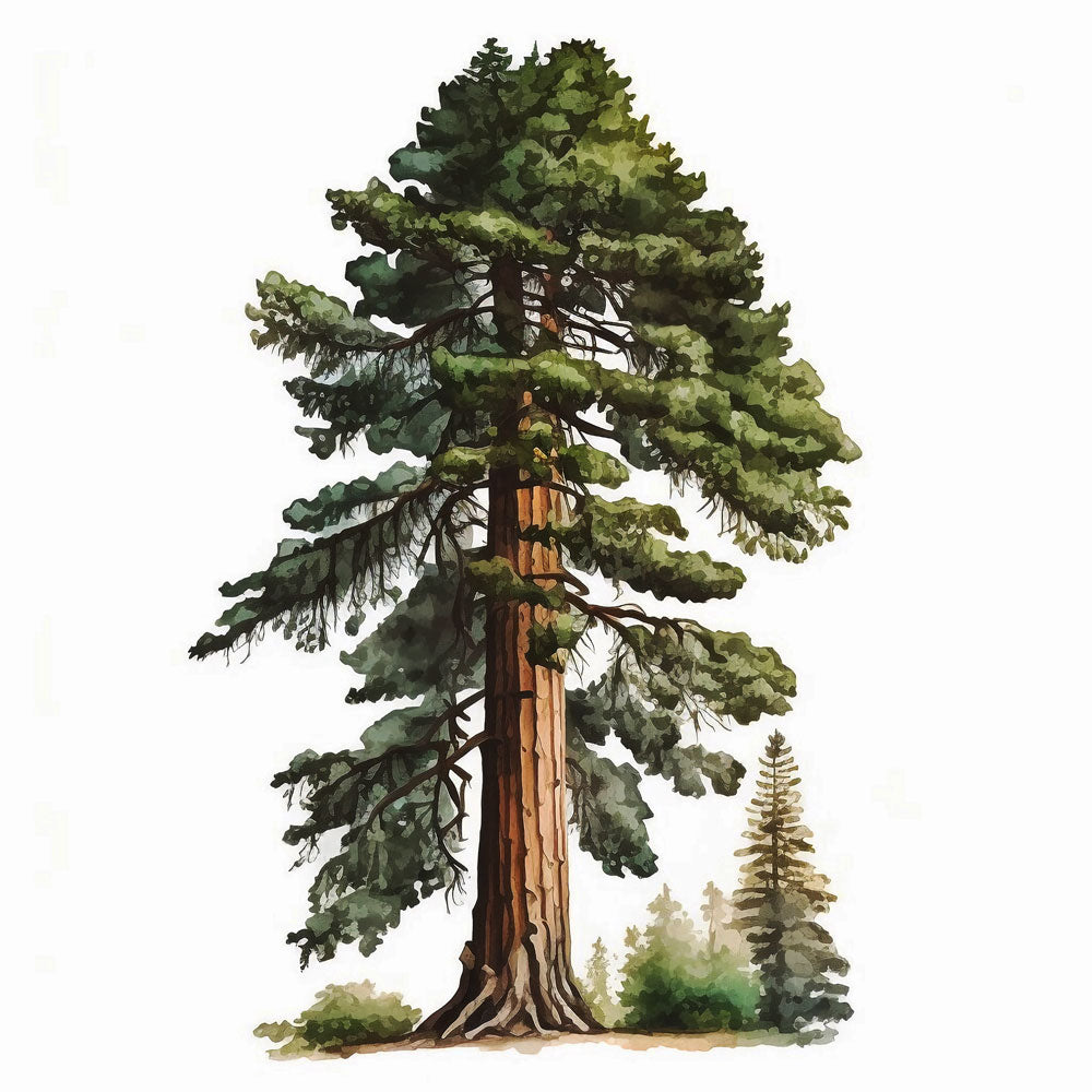 Giant Sequoia Tree Print