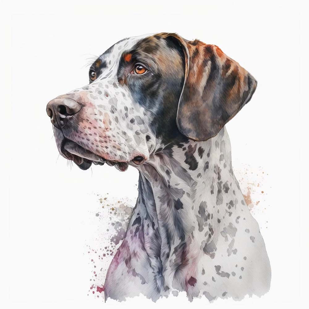 Short Haired Pointer Dog Print