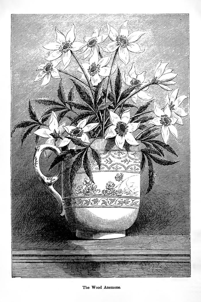 Victorian Black & White Botanical