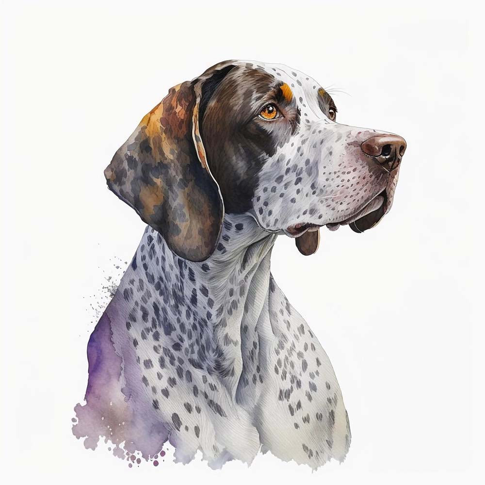Short Haired Pointer Dog Print