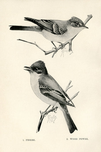 Black & White Birds