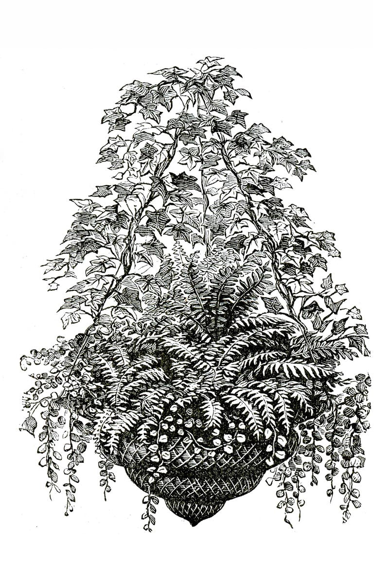 Victorian Black & White Botanical