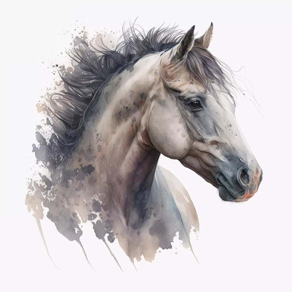White Purebred Arab Horse Print