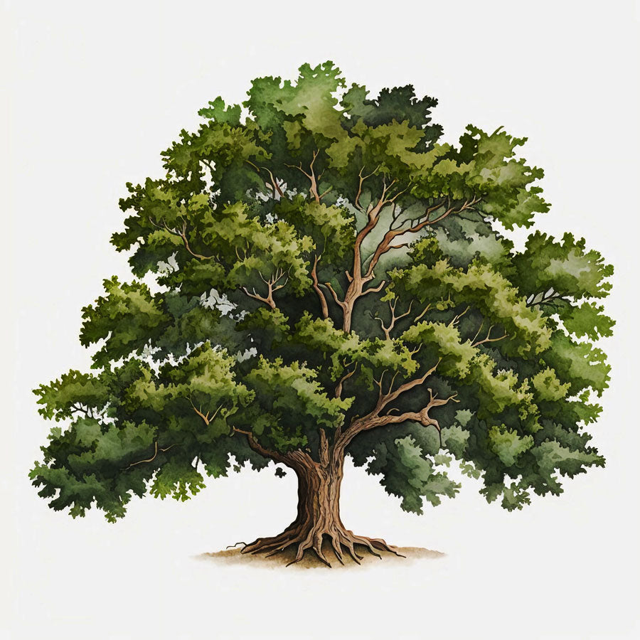 Majestic Oak Tree Print