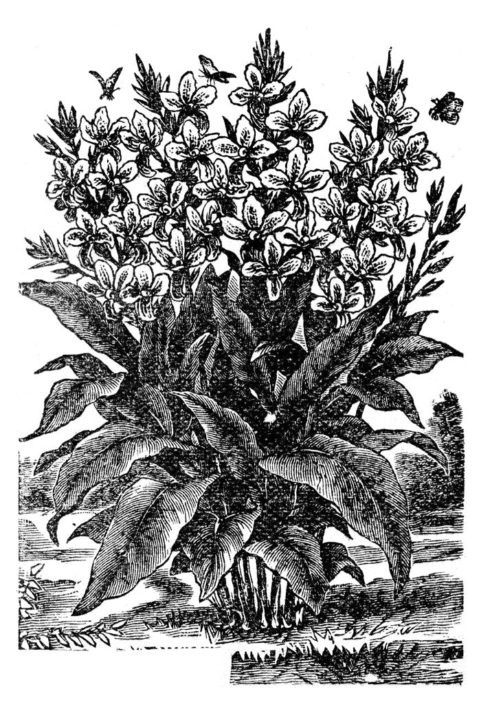 Victorian Black & White Botanical