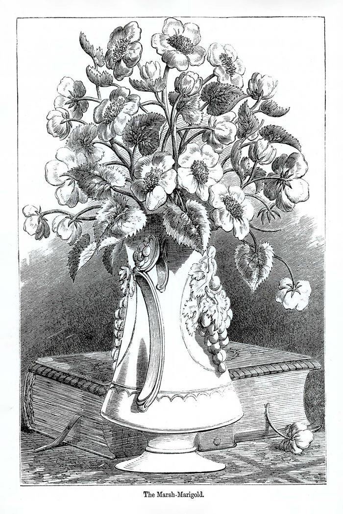 Victorian Black & White Botanical