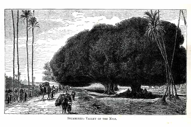 Sycamores, Nile, Egypt - Daily Life Scenes